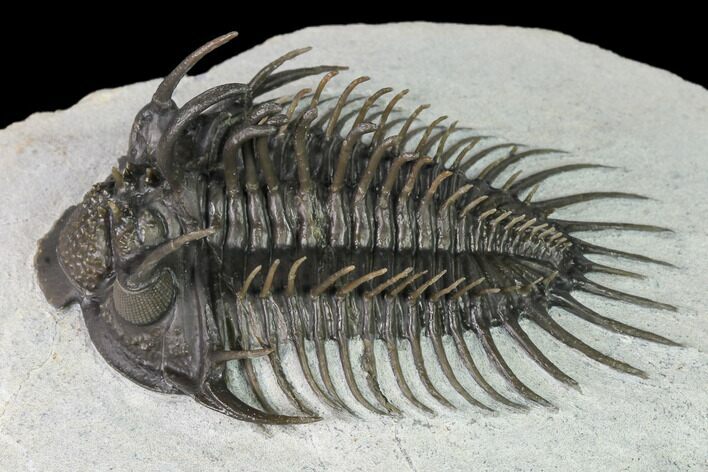 Top Quality Spiny Comura Trilobite - Oufaten, Morocco #168393